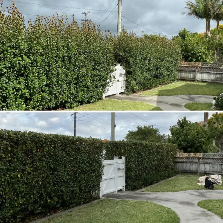 hedge trimming before and after