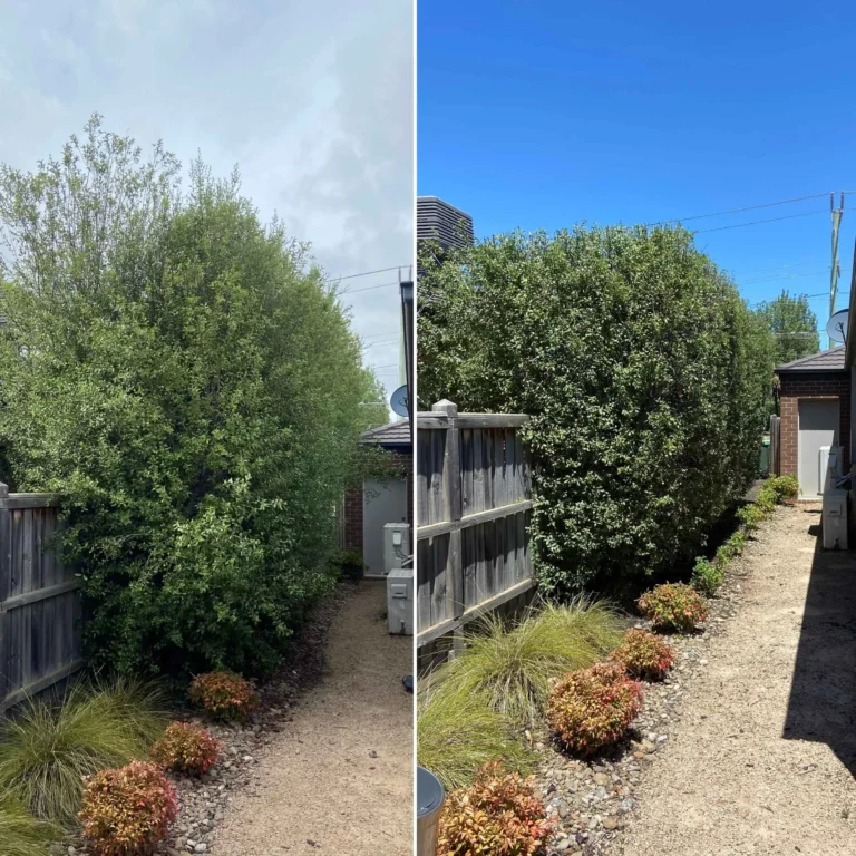 hedge trimming before and after