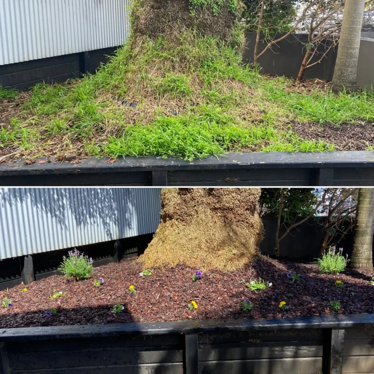 planting and mulching before and after
