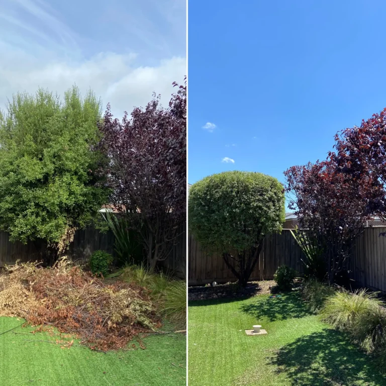 tree pruning and shaping before and after