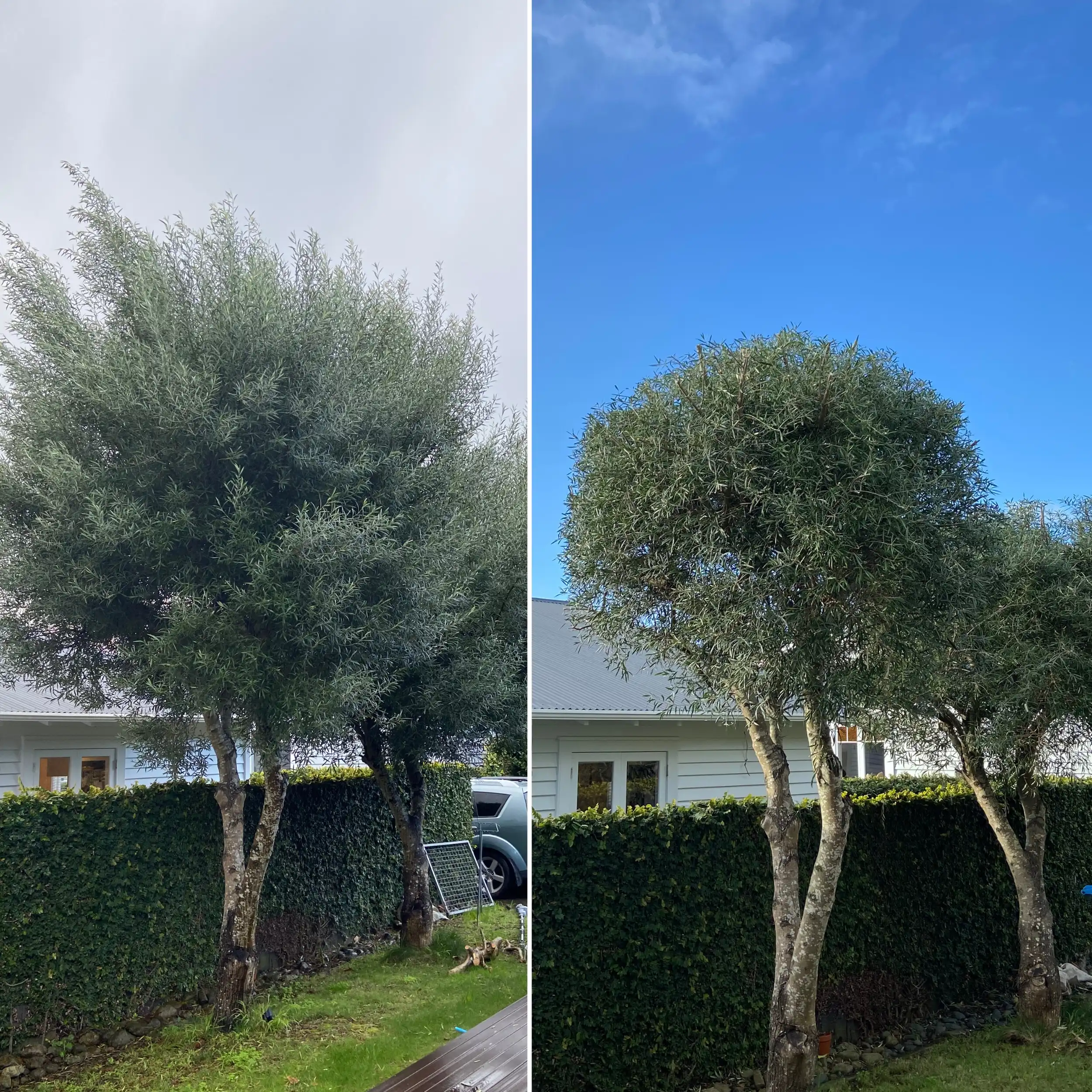 tree pruning and shaping before and after