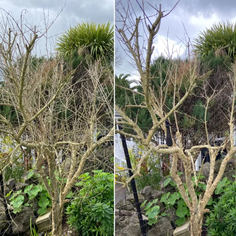 tree pruning and shaping before and after
