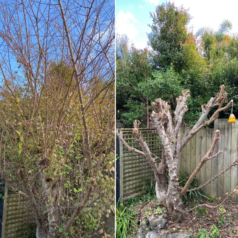 tree pruning and shaping before and after