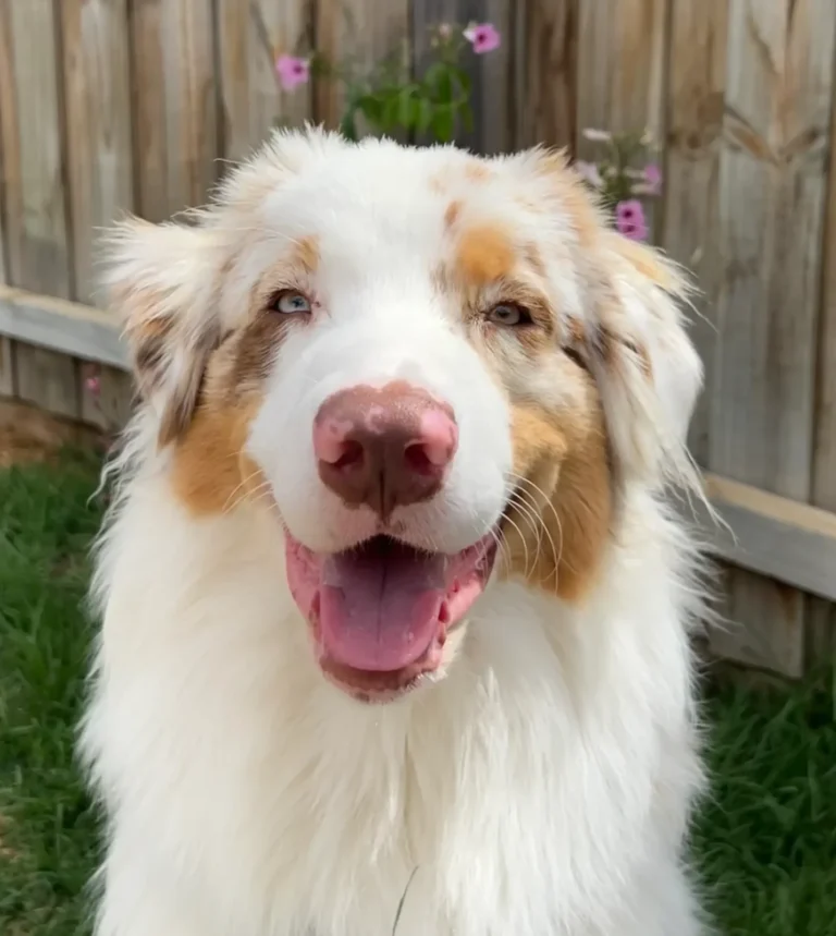 Charlie the dog from Monstera Garden Care smiling in front of a fence