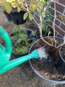 Watering can applying Seasol seaweed solution to potted plants in a Melbourne garden