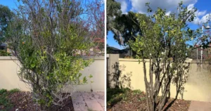Before and after of a deciduous tree pruned by Monstera Garden Care during winter dormancy in Melbourne's western suburbs