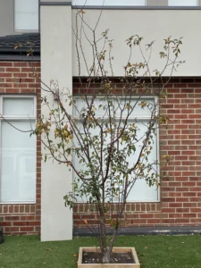 Deciduous tree losing its leaves in autumn in a western Melbourne garden