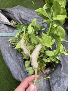 photo of cut citrus tree branch being with gall wasp on it