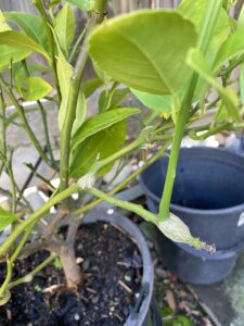 photo of a citrus tree with gall wasp on it