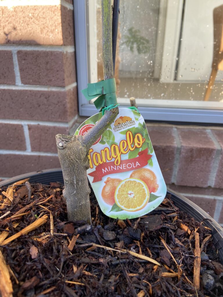 graft of citrus tree in a mulch topped post in front of a brick wall and window