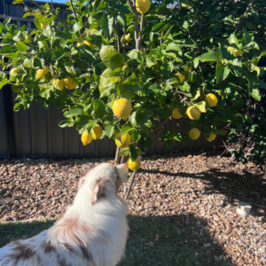 Charlie the Monstera Garden Care supawvisor inspecting a healthy lemon tree in a Point Cook garden